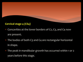 Cervical stage 4 (CS4)
 Concavities at the lower borders of C2, C3, and C4 now
are present.
 The bodies of both C3 and C4 are rectangular horizontal
in shape.
 The peak in mandibular growth has occurred within 1 or 2
years before this stage.
 