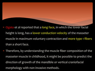 Ogata et al reported that a long face, in which the lower facial
height is long, has a lower conduction velocity of the masseter
muscle in maximum voluntary contraction and more type 1 ﬁbers
than a short face.
 Therefore, by understanding the muscle ﬁber composition of the
masseter muscle in childhood, it might be possible to predict the
direction of growth of the mandible or vertical craniofacial
morphology with non invasive methods.
 