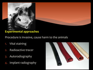 Experimental approaches
Procedure is invasive, cause harm to the animals
1. Vital staining
2. Radioactive tracer
3. Autoradiography
4. Implant radiography
 