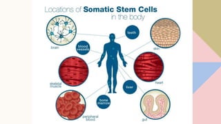 Recent Advances in STEM CELLS and System Biology SR.pptx
