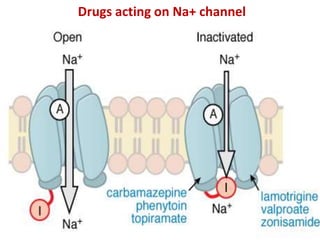 Drugs acting on Na+ channel
 