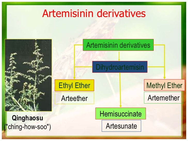 new derivatives of antimalarial drug artemisinin essay New derivatives of antimalarial drug artemisinin essay by papernerd contributor , college, undergraduate , april 2001 download word file , 4 pages download word file , 4 pages 50 2 votes. new derivatives of antimalarial drug artemisinin essay New derivatives of antimalarial drug artemisinin essay by papernerd contributor , college, undergraduate , april 2001 download word file , 4 pages download word file , 4 pages 50 2 votes.