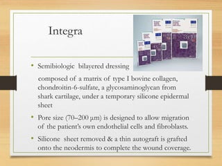 Integra
• Semibiologic bilayered dressing
composed of a matrix of type I bovine collagen,
chondroitin-6-sulfate, a glycosaminoglycan from
shark cartilage, under a temporary silicone epidermal
sheet
• Pore size (70–200 μm) is designed to allow migration
of the patient’s own endothelial cells and fibroblasts.
• Silicone sheet removed & a thin autograft is grafted
onto the neodermis to complete the wound coverage.
 