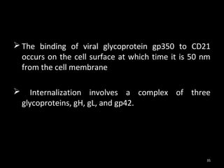  The binding of viral glycoprotein gp350 to CD21
  occurs on the cell surface at which time it is 50 nm
  from the cell membrane

     Internalization involves a complex of three
    glycoproteins, gH, gL, and gp42.




                                                     35
 