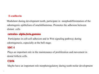 E-cadherin
Modulator during development tooth, participate in morphodifferentation of the
odontogenic epithelium of ameloblastomas. Promotes the adhesion between
distant cells
catenins- alpha,beta,gammacatenins- alpha,beta,gamma
Participates in cell-cell adhesion and in Wnt signaling pathway during
odontogenesis, especially at the bell stage.
SDC-1SDC-1
Plays an important role in the maintenance of proliferation and movement in
dental follicle cells.
CD56CD56
Maybe have an important role morphoregulatory during tooth molar development
.
 