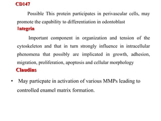 CD147CD147
Possible This protein participates in perivascular cells, may
promote the capability to differentiation in odontoblast
Integrinntegrin
Important component in organization and tension of the
cytoskeleton and that in turn strongly influence in intracellular
phenomena that possibly are implicated in growth, adhesion,
migration, proliferation, apoptosis and cellular morphology
ClaudinsClaudins
• May particpate in activation of various MMPs leading to
controlled enamel matrix formation.
 