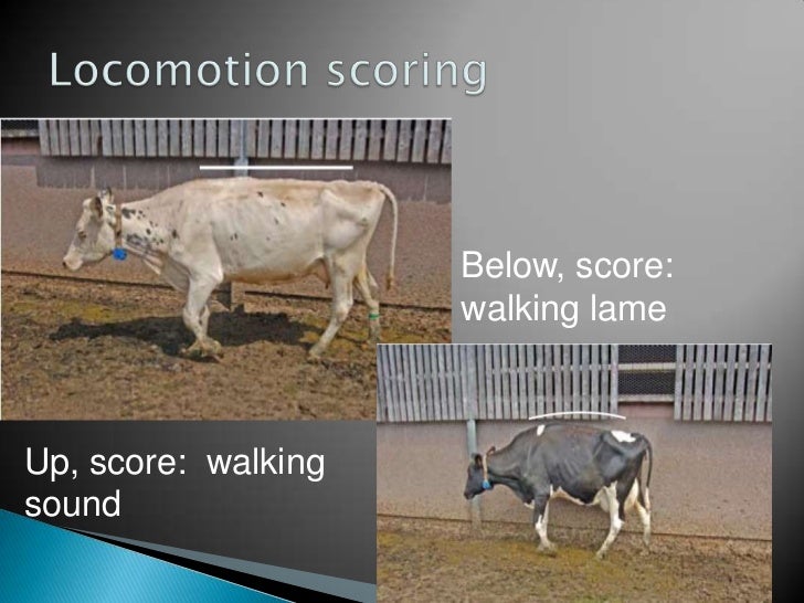Foot Lameness in Cattle