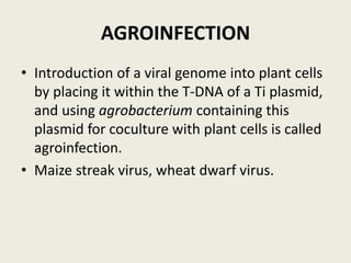 AGROINFECTION
• Introduction of a viral genome into plant cells
by placing it within the T-DNA of a Ti plasmid,
and using agrobacterium containing this
plasmid for coculture with plant cells is called
agroinfection.
• Maize streak virus, wheat dwarf virus.
 