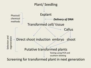 Plant/ Seedling
Explant
Transformed cell/ tissue
Callus
Direct shoot induction embryo shoot
Putative transformed plants
Screening for transformed plant in next generation
Physical/
chemical
methods
Delivery of DNA
Selectionand
regeneration
Testing using PCR and
southern blotting
 