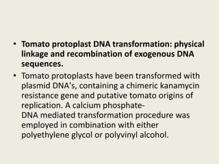 • Tomato protoplast DNA transformation: physical
linkage and recombination of exogenous DNA
sequences.
• Tomato protoplasts have been transformed with
plasmid DNA's, containing a chimeric kanamycin
resistance gene and putative tomato origins of
replication. A calcium phosphate-
DNA mediated transformation procedure was
employed in combination with either
polyethylene glycol or polyvinyl alcohol.
 