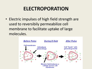 ELECTROPORATION
• Electric impulses of high field strength are
used to reversibily permeabilize cell
membrane to facilitate uptake of large
molecules.
 