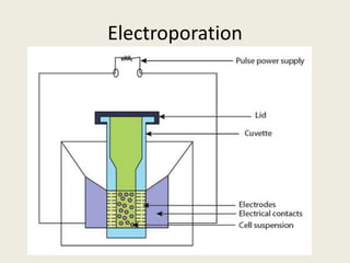 Electroporation
 