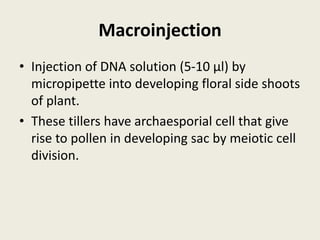 Macroinjection
• Injection of DNA solution (5-10 µl) by
micropipette into developing floral side shoots
of plant.
• These tillers have archaesporial cell that give
rise to pollen in developing sac by meiotic cell
division.
 