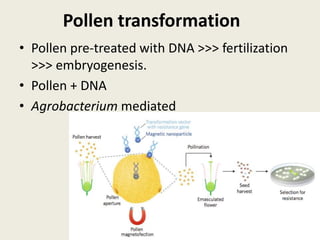 Pollen transformation
• Pollen pre-treated with DNA >>> fertilization
>>> embryogenesis.
• Pollen + DNA
• Agrobacterium mediated
 