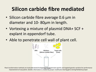 Silicon carbide fibre mediated
• Silicon carbide fibre average 0.6 µm in
diameter and 10- 80µm in length.
• Vortexing a mixture of plasmid DNA+ SCF +
explant in eppendorf tube.
• Able to penetrate cell wall of plant cell.
Plant transformation methods are invaluable biotechnological tools to generate specific and targeted genetic variation for performance
improvement of crop plants. Genetic information is created by proper modification during gene cloning flanked by proper
 