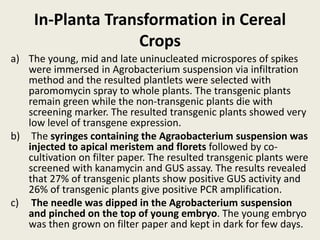 In-Planta Transformation in Cereal
Crops
a) The young, mid and late uninucleated microspores of spikes
were immersed in Agrobacterium suspension via infiltration
method and the resulted plantlets were selected with
paromomycin spray to whole plants. The transgenic plants
remain green while the non-transgenic plants die with
screening marker. The resulted transgenic plants showed very
low level of transgene expression.
b) The syringes containing the Agraobacterium suspension was
injected to apical meristem and florets followed by co-
cultivation on filter paper. The resulted transgenic plants were
screened with kanamycin and GUS assay. The results revealed
that 27% of transgenic plants show positive GUS activity and
26% of transgenic plants give positive PCR amplification.
c) The needle was dipped in the Agrobacterium suspension
and pinched on the top of young embryo. The young embryo
was then grown on filter paper and kept in dark for few days.
 