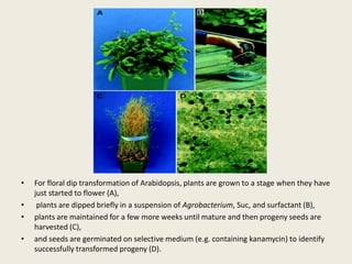• For floral dip transformation of Arabidopsis, plants are grown to a stage when they have
just started to flower (A),
• plants are dipped briefly in a suspension of Agrobacterium, Suc, and surfactant (B),
• plants are maintained for a few more weeks until mature and then progeny seeds are
harvested (C),
• and seeds are germinated on selective medium (e.g. containing kanamycin) to identify
successfully transformed progeny (D).
 