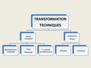 TRANSFORMATION
TECHNIQUES
Vector
mediated
Agrobacterium
mediated
Virus
Mediated
In- planta
transformation
Vectorless/
Direct
Physical Chemical
 