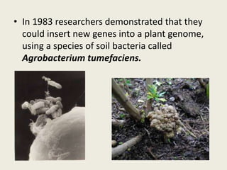 • In 1983 researchers demonstrated that they
could insert new genes into a plant genome,
using a species of soil bacteria called
Agrobacterium tumefaciens.
 