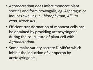 • Agrobacterium does infect monocot plant
species and form crowngalls, eg. Asparagus or
induces swelling in Chlorophytum, Allium
cepa, Narcissus.
• Efficient transformation of monocot cells can
be obtained by providing acetosyringone
during the co- culture of plant cell with
Agrobacterium.
• Some maize variety secrete DIMBOA which
inhibit the induction of vir operon by
acetosyringone.
 