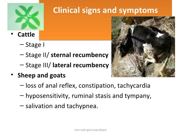 Recent diagnosis and treatment of milk fever in