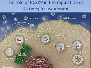 The role of PCSK9 in the regulation of 
LDL receptor expression 
 
