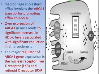• macrophage cholesterol 
efflux involves the ABCA1 
transporter promoting 
efflux to Apo A1 
• Over expression of 
ABCA1 in mice leads to 
significant increase in 
HDL-C levels associated 
with significant reduction 
in atherosclerosis 
• The major regulator of 
ABCA1 gene expression is 
the nuclear receptor liver 
X receptor (LXR) and 
retinoid X receptor (RXR) 
 
