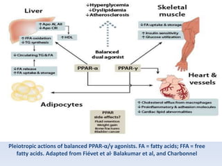 Pleiotropic actions of balanced PPAR-α/γ agonists. FA = fatty acids; FFA = free 
fatty acids. Adapted from Fiévet et al, Balakumar et al, and Charbonnel 
 
