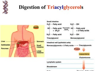 Digestion of Triacylglycerols
 