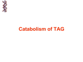 Catabolism of TAG
 