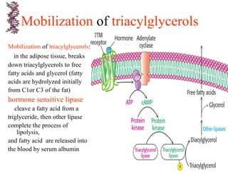 Mobilization of triacylglycerols
Mobilization of triacylglycerols:
in the adipose tissue, breaks
down triacylglycerols to free
fatty acids and glycerol (fatty
acids are hydrolyzed initially
from C1or C3 of the fat)
hormone sensitive lipase
cleave a fatty acid from a
triglyceride, then other lipase
complete the process of
lipolysis,
and fatty acid are released into
the blood by serum albumin
 