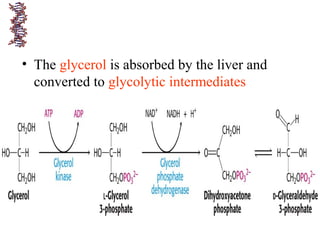 • The glycerol is absorbed by the liver and
converted to glycolytic intermediates
 