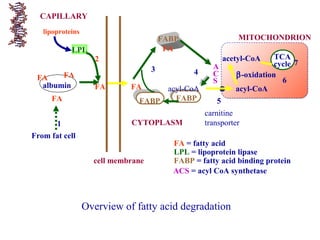 MITOCHONDRION
cell membrane
FA = fatty acid
LPL = lipoprotein lipase
FABP = fatty acid binding protein
A
C
S
FABP
FABP
FA
3
FABP
acyl-CoA
4
CYTOPLASM
CAPILLARY
LPL
lipoproteins
2
FAFA
1
albumin
FA FA
FA
From fat cell
carnitine
transporter
acyl-CoA
5
Overview of fatty acid degradation
ACS = acyl CoA synthetase
acetyl-CoA TCA
cycle
β-oxidation
6
7
 