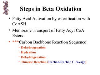 Steps in Beta Oxidation
• Fatty Acid Activation by esterification with
CoASH
• Membrane Transport of Fatty Acyl CoA
Esters
• ***Carbon Backbone Reaction Sequence
• Dehydrogenation
• Hydration
• Dehydrogenation
• Thiolase Reaction (Carbon-Carbon Cleavage)
 