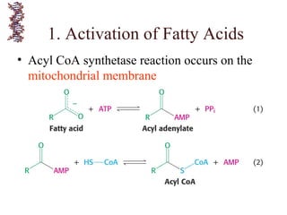 • Acyl CoA synthetase reaction occurs on the
mitochondrial membrane
1. Activation of Fatty Acids
 