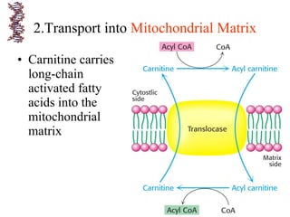 • Carnitine carries
long-chain
activated fatty
acids into the
mitochondrial
matrix
2.Transport into Mitochondrial Matrix
 