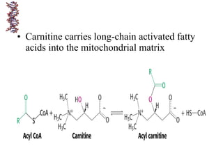 • Carnitine carries long-chain activated fatty
acids into the mitochondrial matrix
 