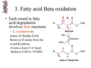 • Each round in fatty
acid degradation
involves four reactions
– 1. oxidation to
trans-∆2
-Enoly-CoA
Removes H atoms from the
α and β carbons
-Forms a trans C=C bond
-Reduces FAD to FADH2
3. Fatty acid Beta oxidation
β α
 