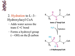 2. Hydration to L–3–
Hydroxylacyl CoA
– Adds water across the
trans C=C bond
– Forms a hydroxyl group
(—OH) on the β carbon
 