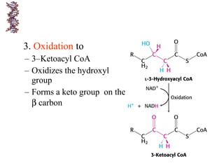 3. Oxidation to
– 3–Ketoacyl CoA
– Oxidizes the hydroxyl
group
– Forms a keto group on the
β carbon
 