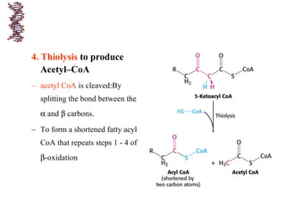 4. Thiolysis to produce
Acetyl–CoA
– acetyl CoA is cleaved:By
splitting the bond between the
α and β carbons.
– To form a shortened fatty acyl
CoA that repeats steps 1 - 4 of
β-oxidation
 