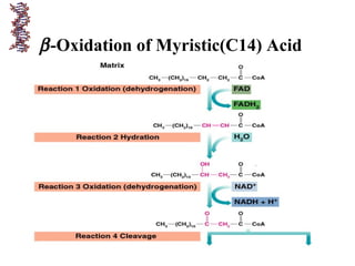 β-Oxidation of Myristic(C14) Acid
 