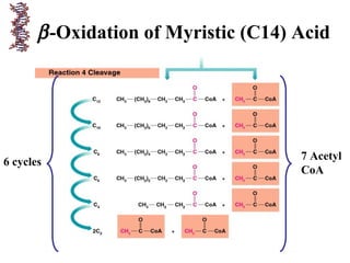 β-Oxidation of Myristic (C14) Acid
7 Acetyl
CoA
6 cycles
 