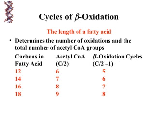 Cycles of β-Oxidation
The length of a fatty acid
• Determines the number of oxidations and the
total number of acetyl CoA groups
Carbons in Acetyl CoA β-Oxidation Cycles
Fatty Acid (C/2) (C/2 –1)
12 6 5
14 7 6
16 8 7
18 9 8
 