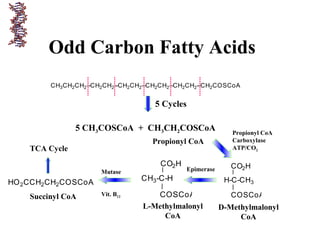 Odd Carbon Fatty Acids
CH3CH2CH2--CH2CH2--CH2CH2--CH2CH2--CH2CH2--CH2COSCoA
5 Cycles
5 CH3COSCoA + CH3CH2COSCoA
Propionyl CoA
CO2H
COSCoA
H-C-CH3
CO2H
COSCoA
CH3-C-H
HO2CCH2CH2COSCoA
D-Methylmalonyl
CoA
L-Methylmalonyl
CoA
Succinyl CoA
TCA Cycle
Propionyl CoA
Carboxylase
ATP/CO2
EpimeraseMutase
Vit. B12
 