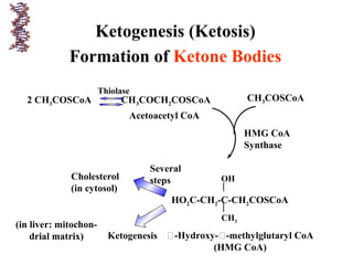 Ketogenesis (Ketosis)
Formation of Ketone Bodies
2 CH3COSCoA CH3COCH2COSCoA
Thiolase
CH3COSCoA
Acetoacetyl CoA
HO2C-CH2-C-CH2COSCoA
OH
CH3
-Hydroxy--methylglutaryl CoA
(HMG CoA)
HMG CoA
Synthase
Cholesterol
(in cytosol)
Several
steps
Ketogenesis
(in liver: mitochon-
drial matrix)
 