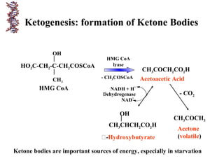 Ketogenesis: formation of Ketone Bodies
HO2C-CH2-C-CH2COSCoA
OH
CH3
HMG CoA
CH3COCH2CO2H
Acetoacetic Acid
HMG CoA
lyase
- CH3COSCoA
- CO2
CH3COCH3
Acetone
(volatile)
CH3CHCH2CO2H
OH
-Hydroxybutyrate
NADH + H+
NAD
+
Dehydrogenase
Ketone bodies are important sources of energy, especially in starvation
 