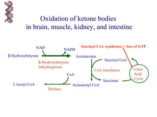 Acetoacetateβ-Hydroxybutyrate
β-Hydroxybutyrate
dehydrogenase
NAD+
NADH
Citric
Acid
Cycle
2 Acetyl CoA
CoA
Thiolase
Acetoacetyl CoA
Succinyl CoA
Succinate
CoA transferase
Oxidation of ketone bodies
in brain, muscle, kidney, and intestine
Succinyl CoA synthetase = loss of GTP
 