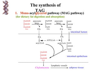 The synthesis of
TAG
1. Mono-acylglycerol pathway (MAG pathway)
(for dietary fat digestion and absorption)
pancreatic
lipase
FA
pancreatic
lipase
FA
ATP,CoA
acyl CoA acyl CoA
intestinal epithelium
intestinal lumen
Chylomicrons
lymphatic vessels
adipose tissue
CH2OCOR
CHOCOR
CH2OCOR
TAG
CH2OH
CHOCOR
CH2OCOR
DAG
CH2OH
CHOCOR
CH2OH
MAG
CH2OH
CHOCOR
CH2OH
MAG
CH2OCOR
CHOCOR
CH2OCOR
TAG
FA FA
 