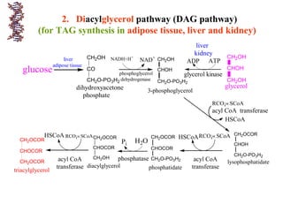 2. Diacylglycerol pathway (DAG pathway)
(for TAG synthesis in adipose tissue, liver and kidney)
CH2O-PO3H2
CO
CH2OH
dihydroxyacetone
phosphate
liver
adipose tissue
NADH+H+
NAD+
phosphoglycerol
dehydrogenase CH2O-PO3H2
CHOH
CH2OH
3-phosphoglycerol
ADP ATP
glycerol kinase
liver
kidney
RCO¡« SCoA
HSCoA
CH2O-PO3H2
CHOH
CH2OCOR
lysophosphatidate
acyl CoA transferase
acyl CoA
transferase
RCO¡« SCoAHSCoA
phosphatidate
CH2O-PO3H2
CHOCOR
CH2OCOR
H2OPi
CH2OH
CHOCOR
CH2OCOR
diacylglycerol
RCO¡« SCoAHSCoA
acyl CoA
transferase
glucose
CH2OH
CHOH
CH2OH
glycerol
CH2OCOR
CHOCOR
CH2OCOR
triacylglycerol
phosphatase
 